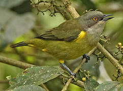 Yellow-tufted Dacnis