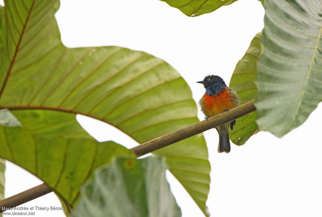 Dacnis à poitrine rouge mâle