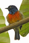 Dacnis à poitrine rouge