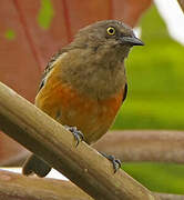 Dacnis à poitrine rouge