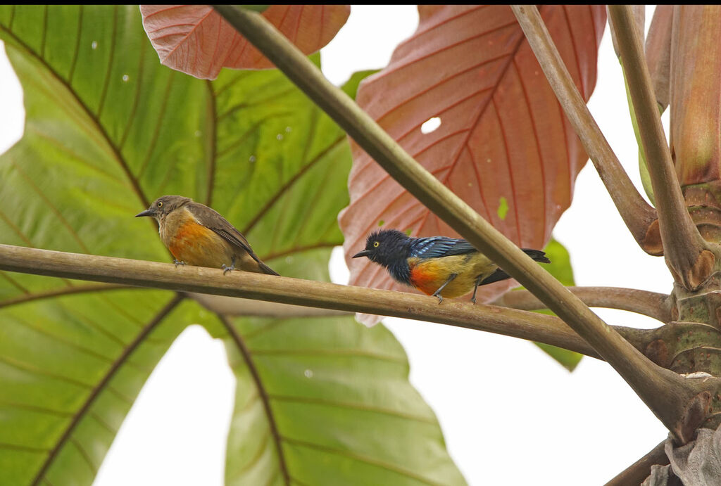 Dacnis à poitrine rougeadulte