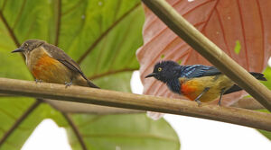 Dacnis à poitrine rouge