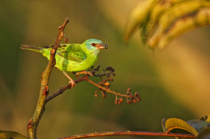 Dacnis bleu femelle, mange