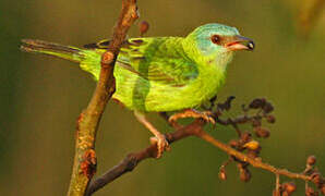 Blue Dacnis