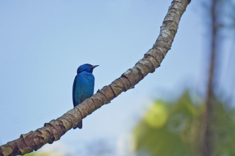 Blue Dacnis male