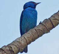 Dacnis bleu