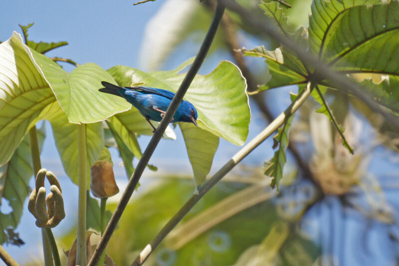 Dacnis bleu mâle