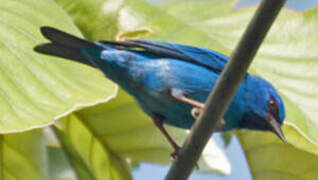 Dacnis bleu