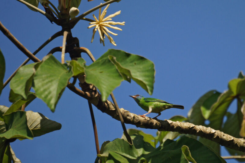 Dacnis bleu femelle