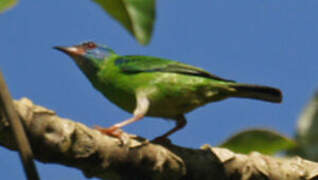 Blue Dacnis