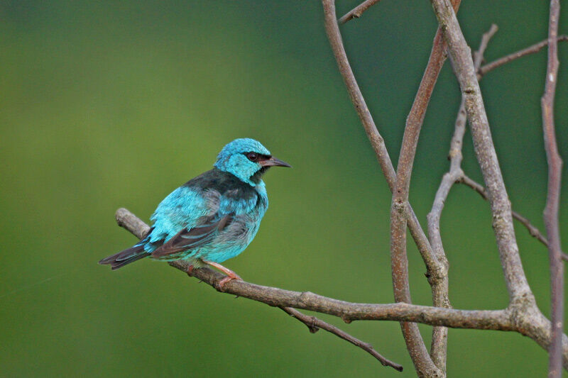 Dacnis bleu mâle