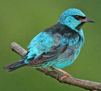 Dacnis bleu