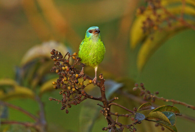 Dacnis bleu femelle, mange