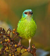 Dacnis bleu