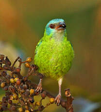 Dacnis bleu