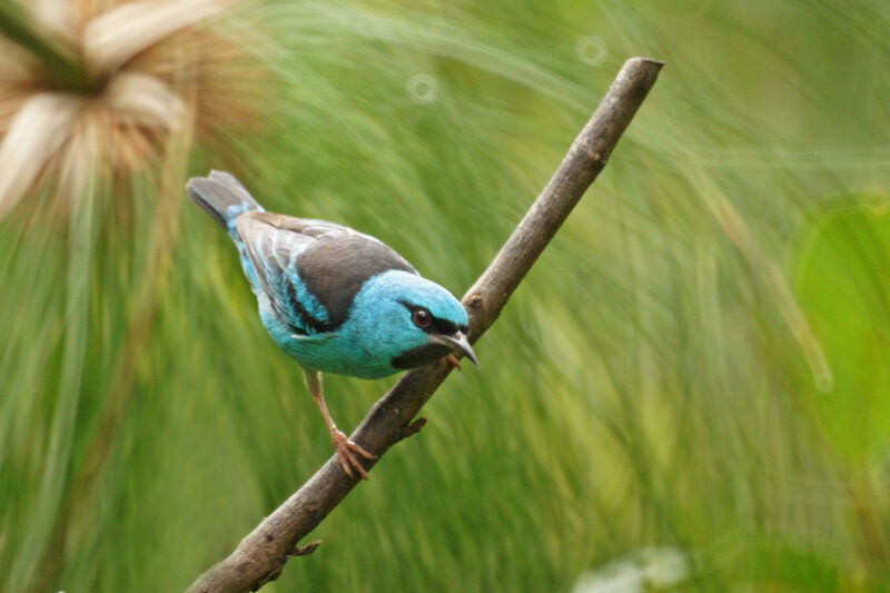 Dacnis bleu mâle