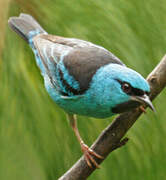 Dacnis bleu