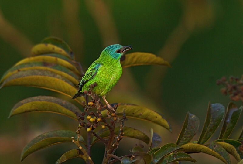 Dacnis bleu femelle