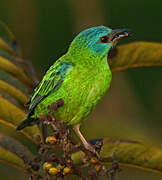 Blue Dacnis