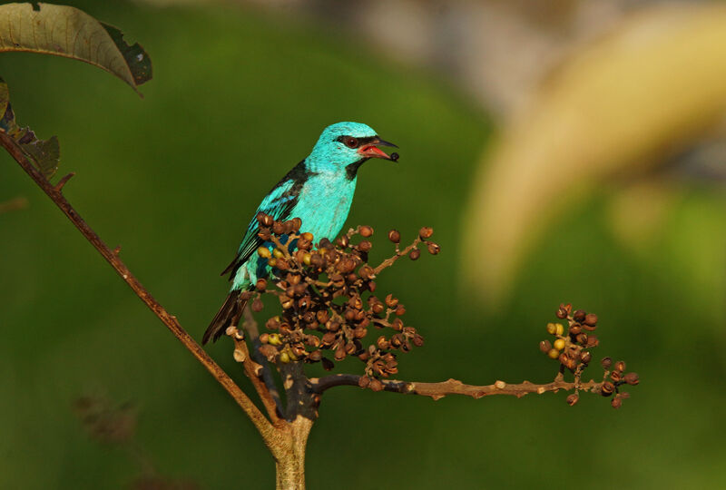 Blue Dacnis male, eats