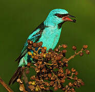 Blue Dacnis