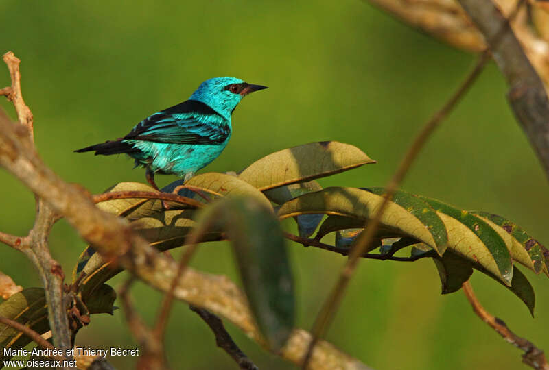 Dacnis bleu mâle, identification