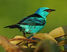 Dacnis bleu