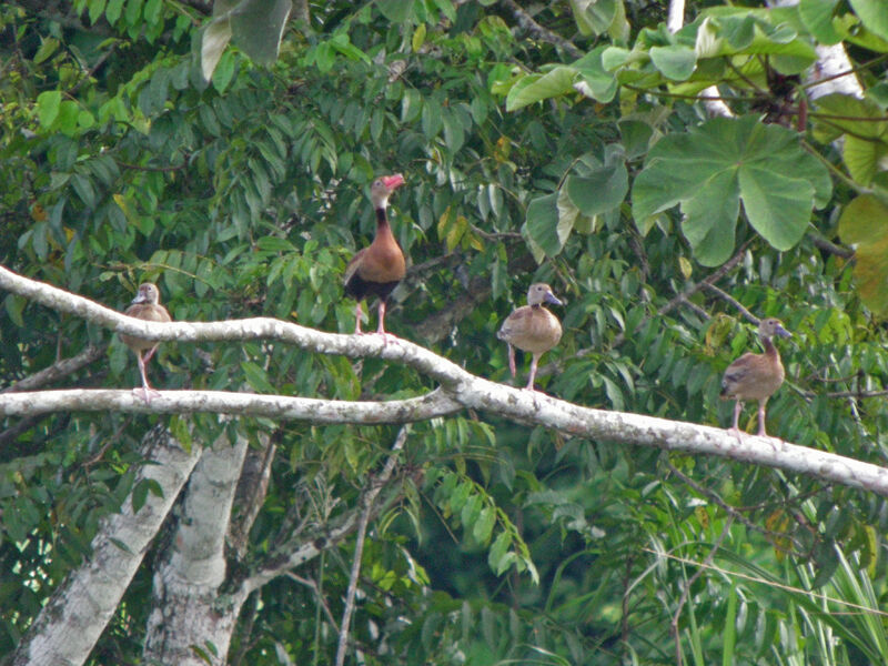 Black-bellied Whistling Duck