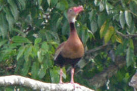 Black-bellied Whistling Duck