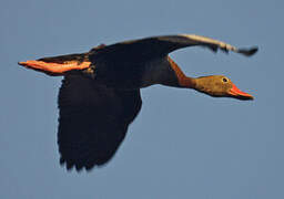 Dendrocygne à ventre noir