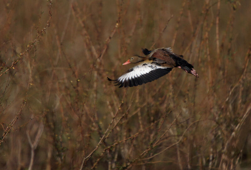 Black-bellied Whistling Duck