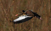 Dendrocygne à ventre noir