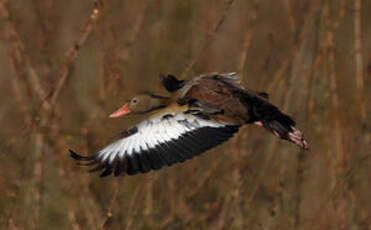 Dendrocygne à ventre noir