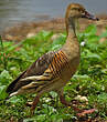 Dendrocygne d'Eyton