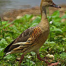 Dendrocygne d'Eyton