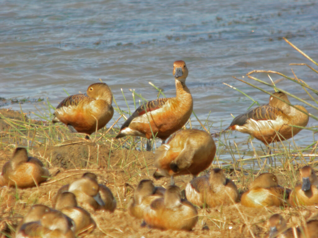 Dendrocygne siffleur