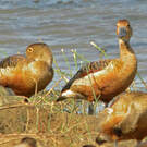 Dendrocygne siffleur