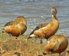 Dendrocygne siffleur