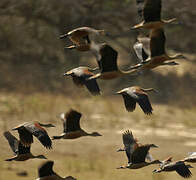 Lesser Whistling Duck