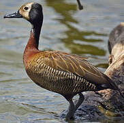 White-faced Whistling Duck