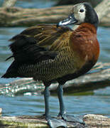 White-faced Whistling Duck