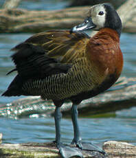 Dendrocygne veuf