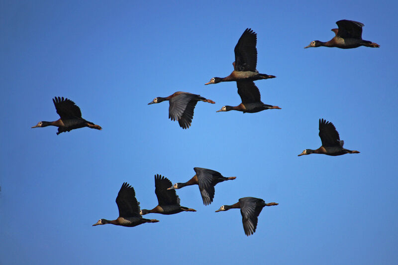 White-faced Whistling Duck