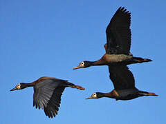 White-faced Whistling Duck