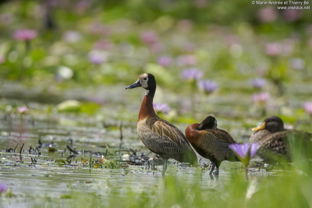 White-faced Whistling Duck