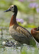 White-faced Whistling Duck