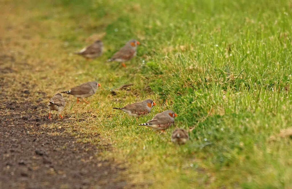 Sunda Zebra Finch