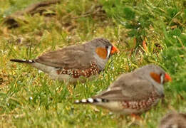 Sunda Zebra Finch