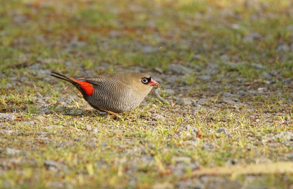 Beautiful Firetail