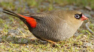 Beautiful Firetail